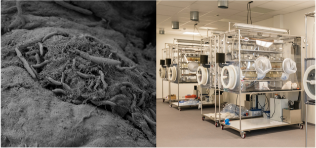 Host-Microbiota-Interaction lab