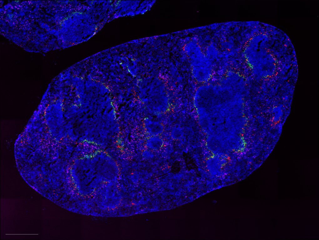 Phagocytosis and Tissue Repair Lab