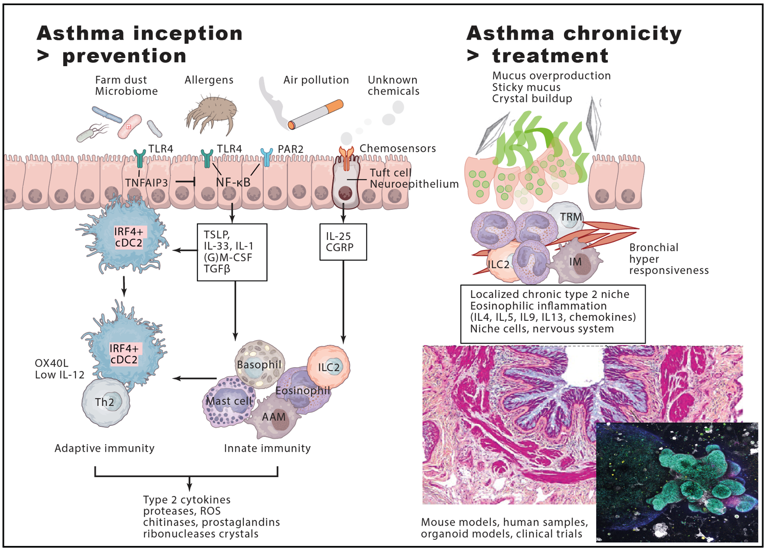 Immunoregulation and Mucosal Immunology