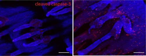 Keratinocyte Microenvironment lab