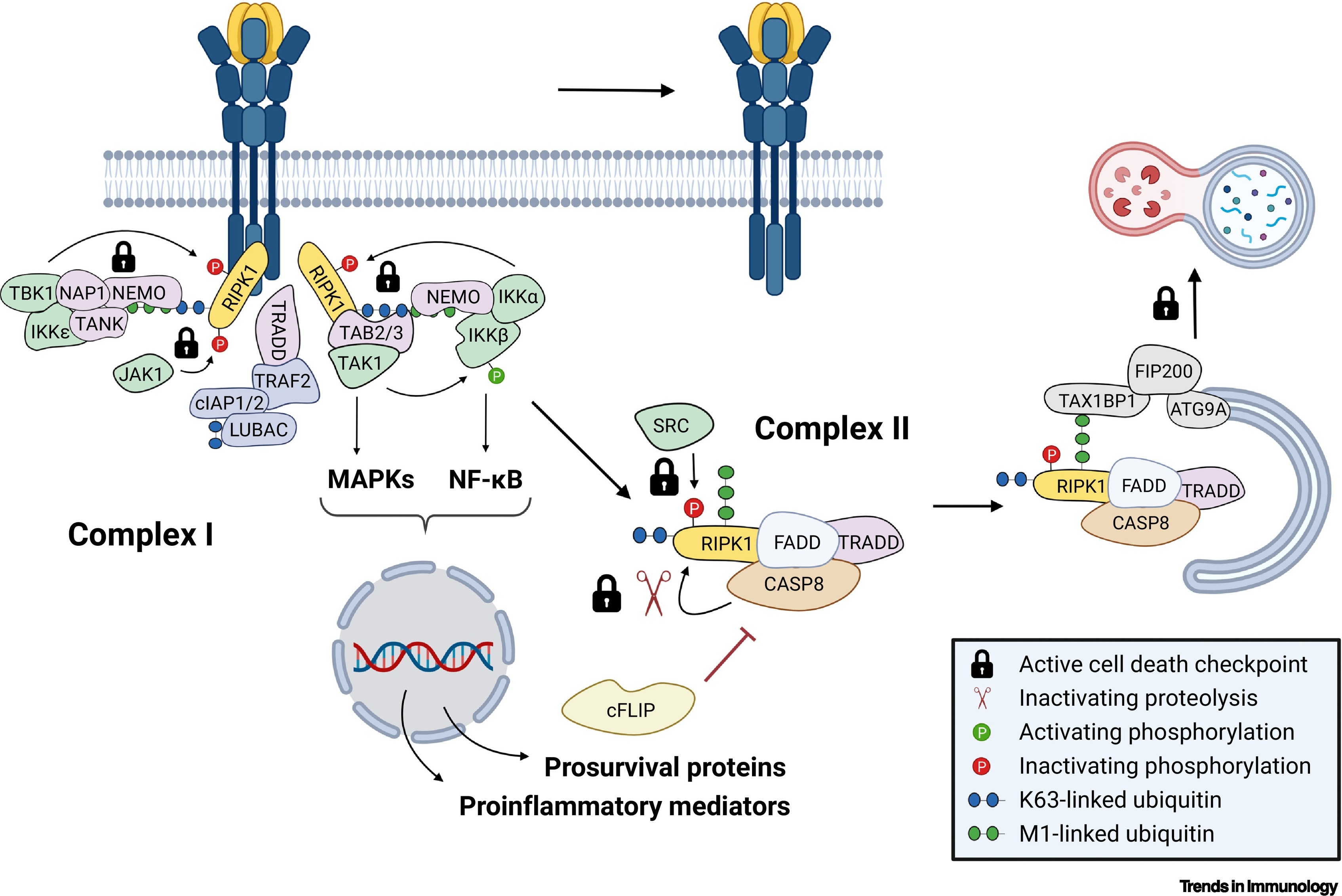 Signal Transduction in Cell Death and Inflammation
