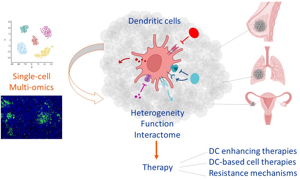 Lab of Dendritic Cell Biology and Cancer Immunotherapy