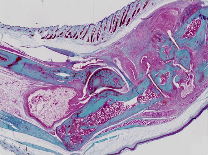 Molecular Immunology and Inflammation Team