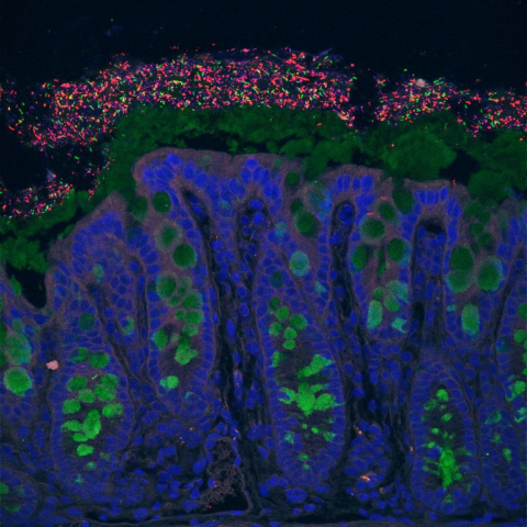 Cellular and Molecular (Patho)physiology