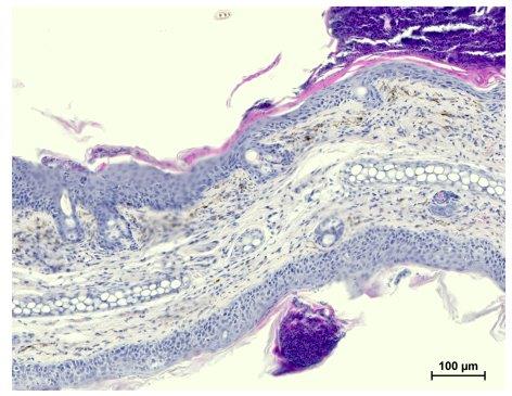 Epithelial Cell Signalling