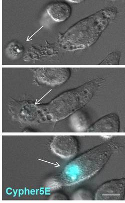 Cell Clearance in Health and Disease Lab