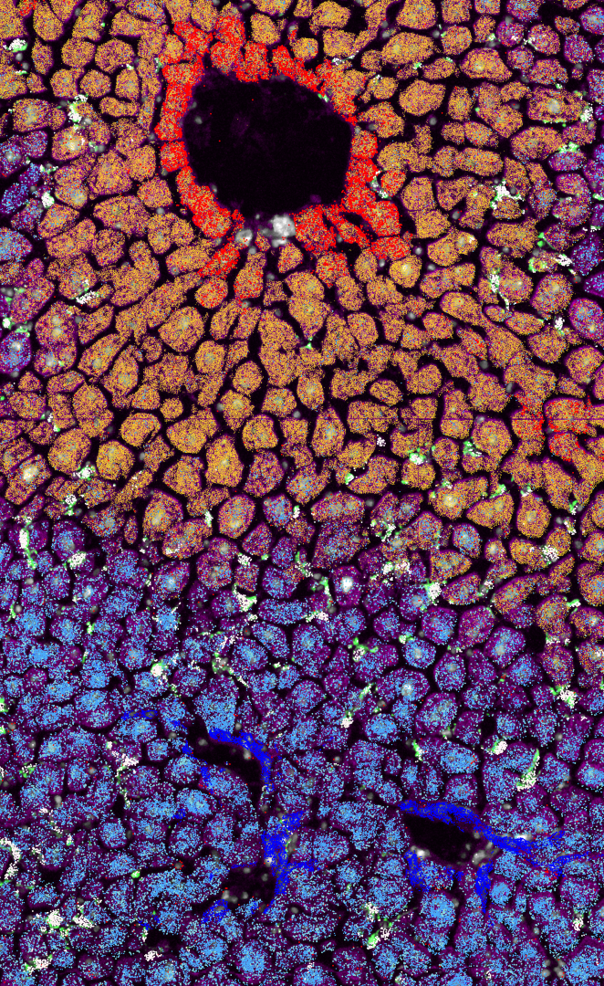 Lab of Myeloid Cell Biology in Tissue Homeostasis and Regeneration