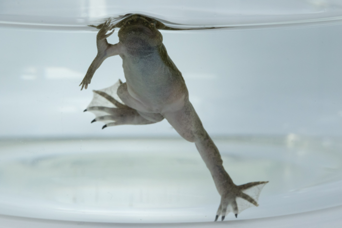 Developmental Biology and Human Disease Modeling