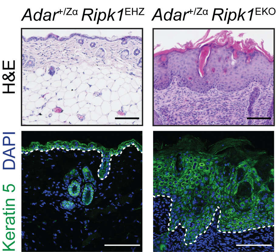 Nucleic Acid Immunity lab