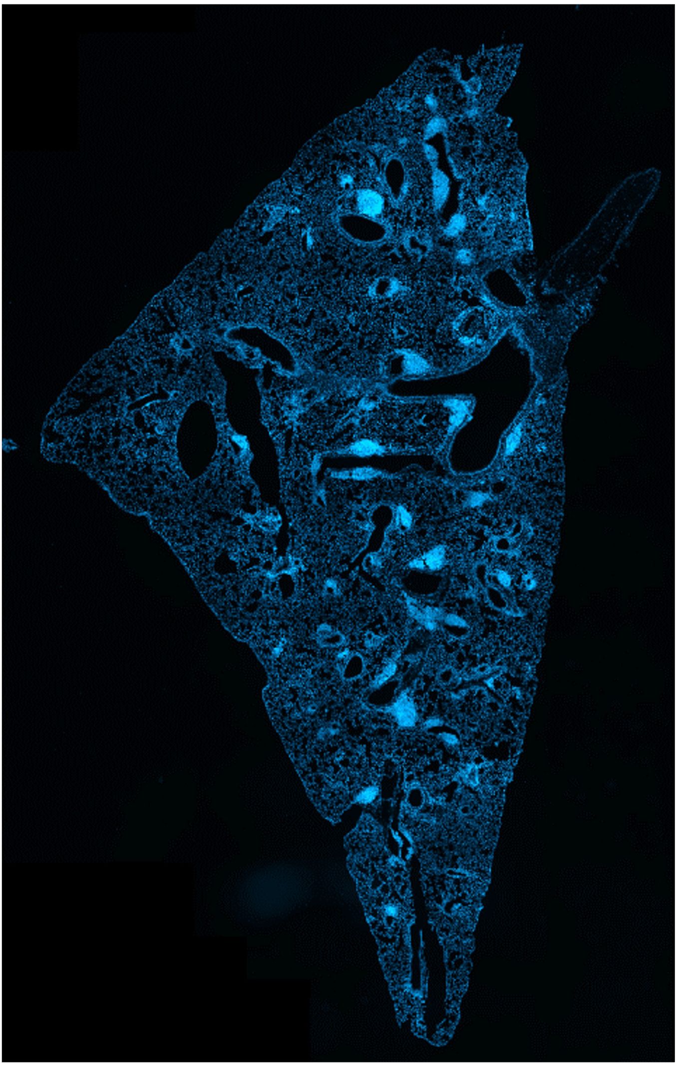 B Cell Research lab