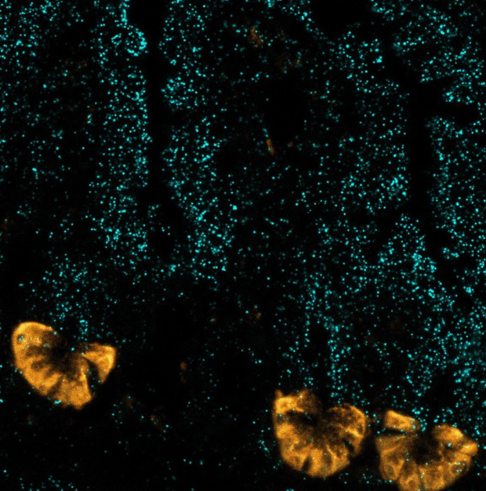 Exploring Paneth cells: Uncovering their homeostatic diversity and role in TNF-induced SIRS